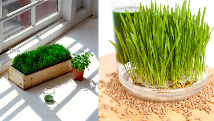 growing wheatgrass at home