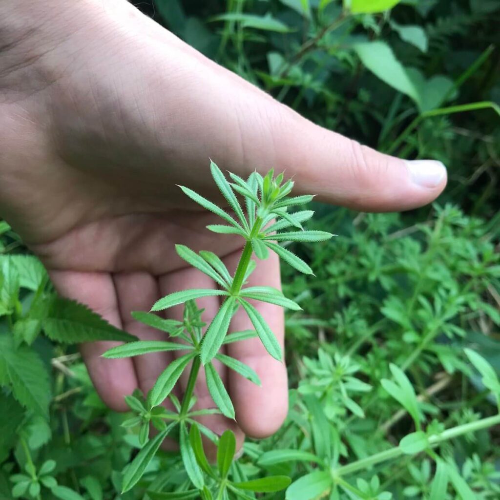 What is Cleaver herb (gallium aparine)